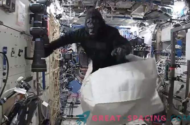 Astronautas juokavo su beždžionių kostiumu kosminėje stotyje