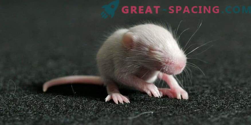 Pelės gimė iš spermos, kurios buvo erdvės 9 mėnesius