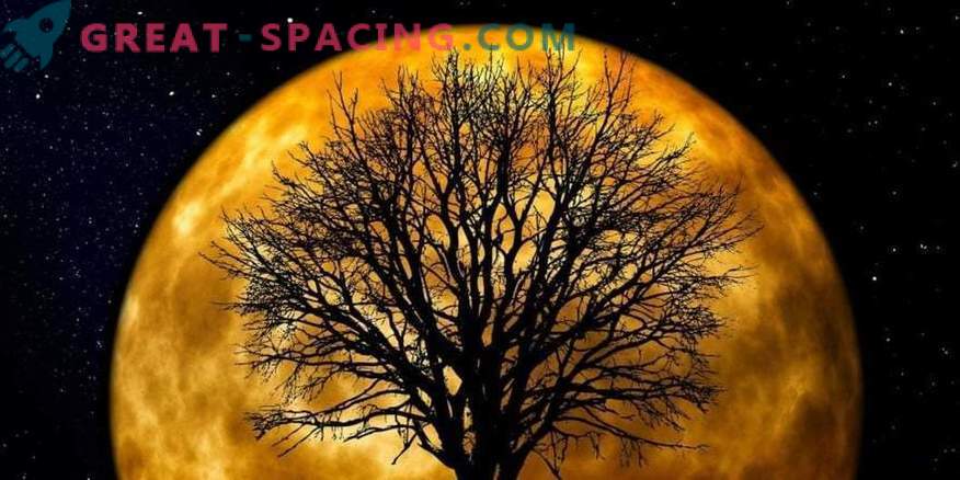Ar žinojote, kad Žemėje auga mėnulio medžiai