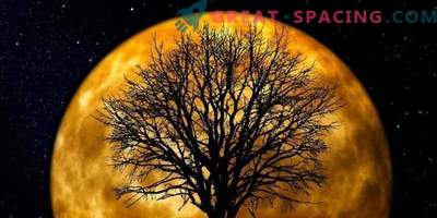 Ar žinojote, kad Žemėje auga mėnulio medžiai