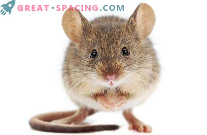 Pelės erdvėje gauna kepenų pažeidimą po dviejų savaičių